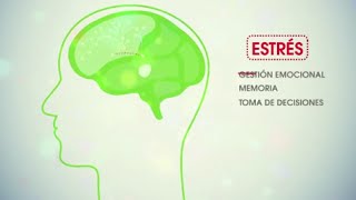 Neuroeducación por otra escuela [upl. by Pappano]