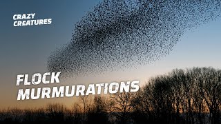 Why Do Starlings Flock in Murmurations [upl. by Aerbas834]