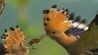 HOOPOE  Upupa epops  Bird Feeding Their Young in SLOW MOTION [upl. by Bernarr]