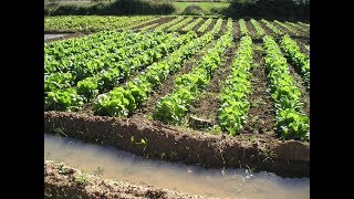 Como hacer un Proceso y Planificación de un Cultivo Agrícola  TvAgro por Juan Gonzalo Angel [upl. by Jaehne]