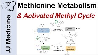 Methionine Metabolism and Activated Methyl Cycle  Pathway and Purpose [upl. by Tica]