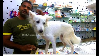 Canine distemper affected Paralyzed dog recovered after Homeo treatment [upl. by Aniras]