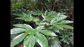 How to grow Fatsia japonica from seed [upl. by Atile]