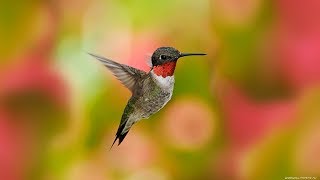 RubyThroated Hummingbird Facts With Call Sound [upl. by Akinorev921]