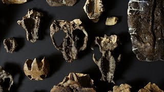 Paleontologists Discover New Mammal Fossils Hidden in Rocks I NOVA I PBS [upl. by Thalassa]