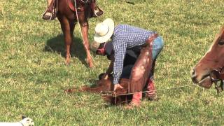 Cattle Branding with Circle B Ranch [upl. by Yenahpets]