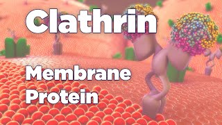 Clathrin  Membrane Protein [upl. by Karie]