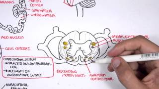 Neurology  Motor Pathways [upl. by Gratianna903]