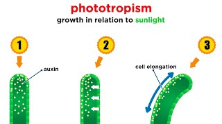 Mechanisms of Plant Growth [upl. by Sverre593]