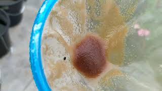 How to culture daphnia moina in a small container Part 1 English Subtitle [upl. by Arimak]