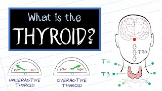 LOW THYROID Symptoms Common and Uncommon 2024 [upl. by Yelsew]