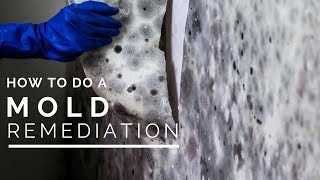 How To Do a Mold Remediation In Your Home [upl. by Wanyen]