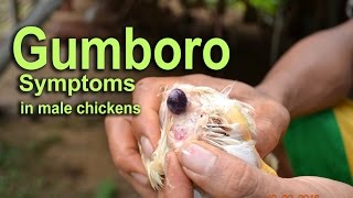 Gumboro Disease IBD Symptoms in Chicken POULTRY DISEASES [upl. by Octavius]