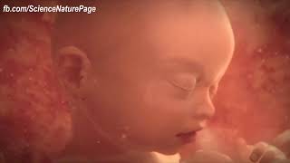 A short video From Conception to Birth [upl. by Jaddo632]