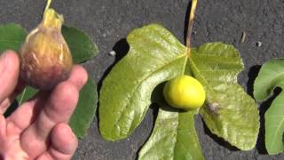 How to identify fig varieties [upl. by Halden261]