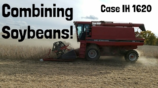 Combining Soybeans With A Case IH 1620 Combine [upl. by Neelloc]