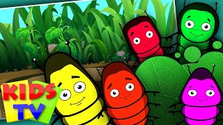 Five Little Caterpillars  Five Little Series  Kids Tv Nursery Rhymes [upl. by Enilarak160]