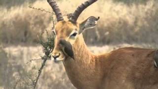 Killing BirdOxpecker KrugerPark [upl. by Nicholson]