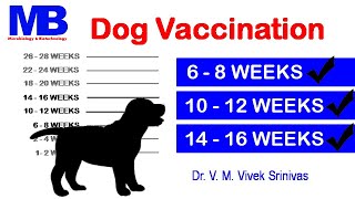 DOG VACCINATION  Microbiology  Vivek Srinivas  Parvo Distemper Rabies VeterinaryScience [upl. by Viviene]