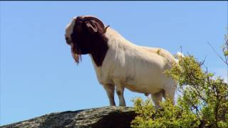 Boer Goat Farming [upl. by Alyhs]