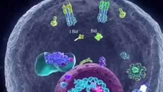 Apoptotic Pathways [upl. by Indira]