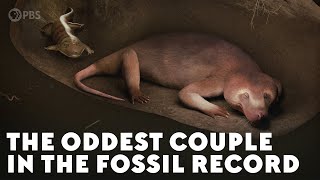 The Oddest Couple in the Fossil Record [upl. by Obola]