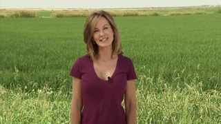 Rice  Americas Heartland Episode 904 [upl. by London951]