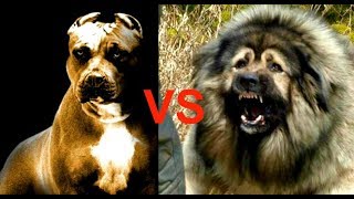 Pitbull vs Caucasian Ovcharka [upl. by Norford633]