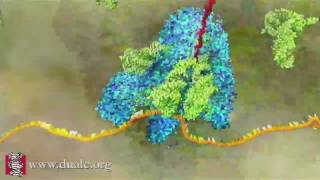 mRNA Translation Advanced [upl. by Aniz]