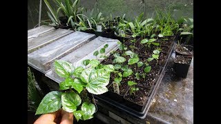 Fatsia japonica propagated from seed [upl. by Klayman766]