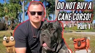 CANE CORSO  SHOULD YOU GET ONE Part 1 [upl. by Hepza677]