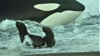 Deadly Killer Whale Moments  Top 5  BBC Earth [upl. by Chilt]