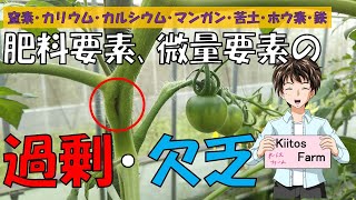 【トマトの栽培】肥料､微量要素の過剰･欠乏 [upl. by Nahtanod597]