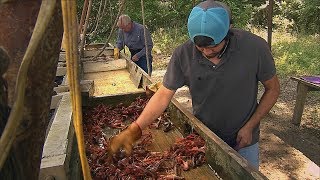 Texas Crawfish Farm Texas Country Reporter [upl. by Leary]