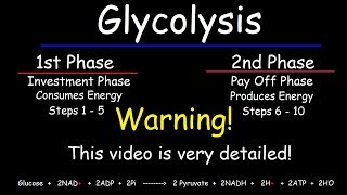 Glycolysis  Biochemistry [upl. by Cyprio]