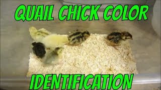 Quail Chick Color Identification [upl. by Blane]