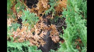 Are These arborvitae and evergreens dying [upl. by Sanferd]