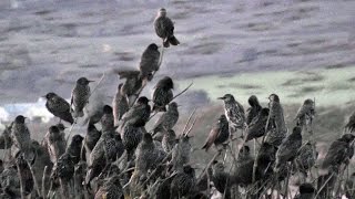 Starlings Coming To Roost  Starling Murmuration in Cornwall UK [upl. by Doerrer]