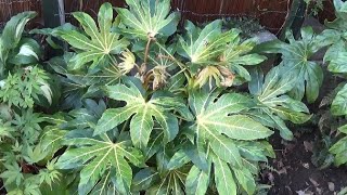 Fatsia Species Frost Damage amp Recovery [upl. by Frissell]