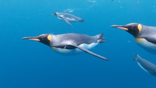 The BEST King Penguin underwater spectacle ever [upl. by Glyn]