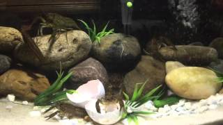 How to keep crawfish in a fish tank aquarium DIY [upl. by Myke]