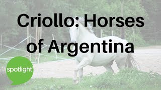 Criollo Horses of Argentina  practice English with Spotlight [upl. by Lessirg]