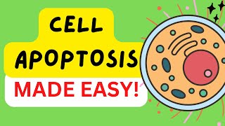 Apoptosis  Programmed Cell Death  Intrinsic and Extrinsic Pathways [upl. by Heath]