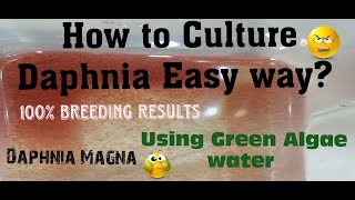 Daphnia MagnaHow to Culture Daphnia Easy wayCulturing Daphnia using Green water Daphnia [upl. by Rubenstein]