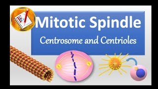 Spindle Centrosome centrioles chromosomal segregation [upl. by Hniv]