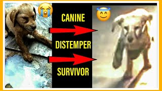 Canine Distemper Survivor  Canine Distemper Signs Treatment amp Prevention CanineDistemper [upl. by Hardner]