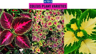 Coleus Plant Varieties A to Z [upl. by Yerok]