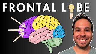 The Frontal Lobe  Location and Function [upl. by Aicilf]