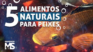 5 alimentos naturais para peixes tilápias [upl. by Llevel]