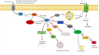 AKT Signaling Pathway  Regulation and Downstream Effects [upl. by Anecusa]